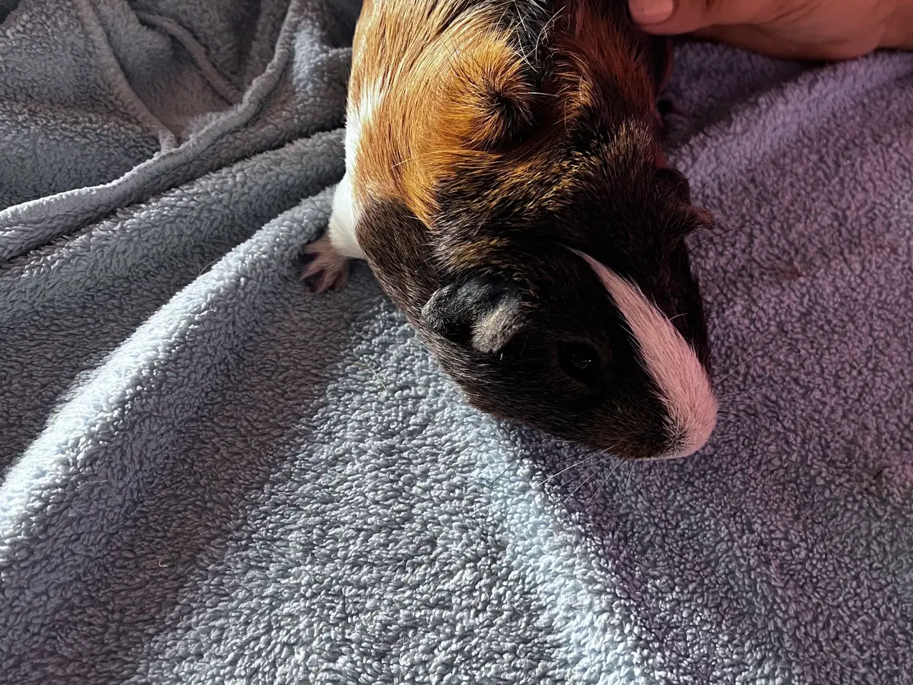 Billede 2 - Smukke unge marsvin