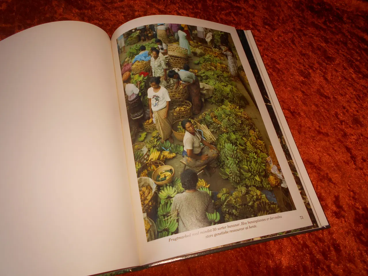 Billede 5 - Regnskove, Jens Søndergård,