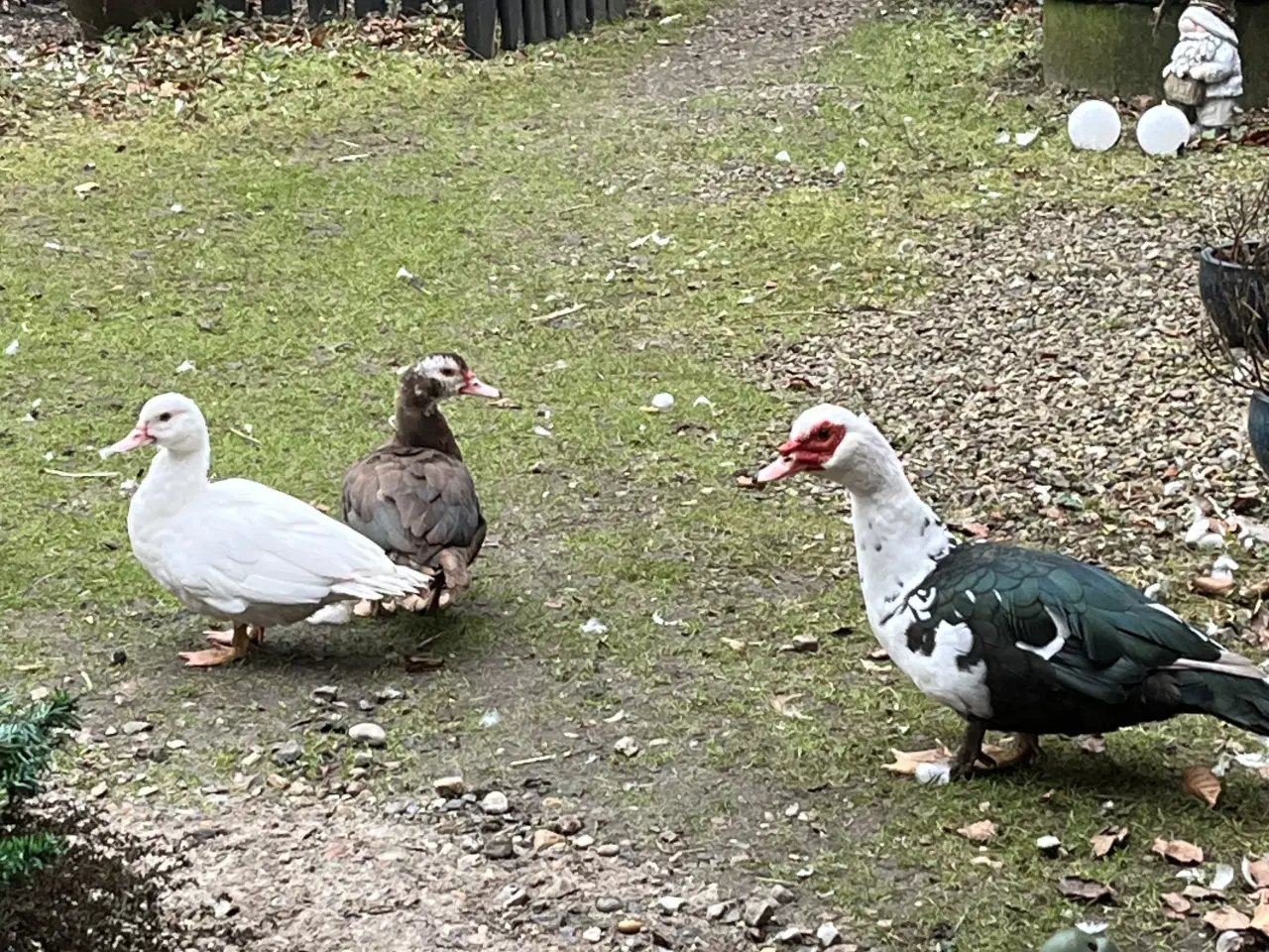 Billede 1 - Moskus ænder