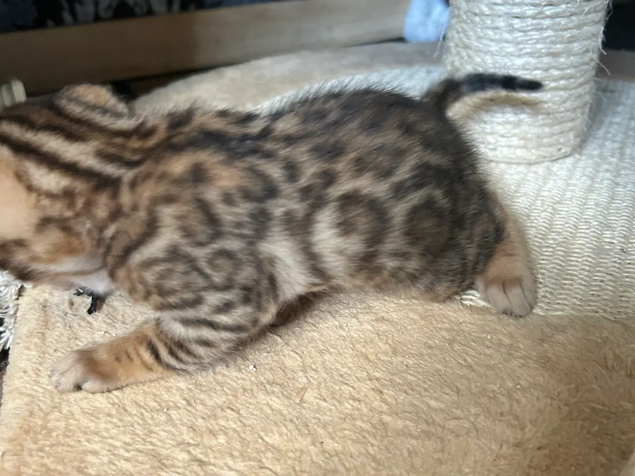 Billede 7 - Bengal Kitten 