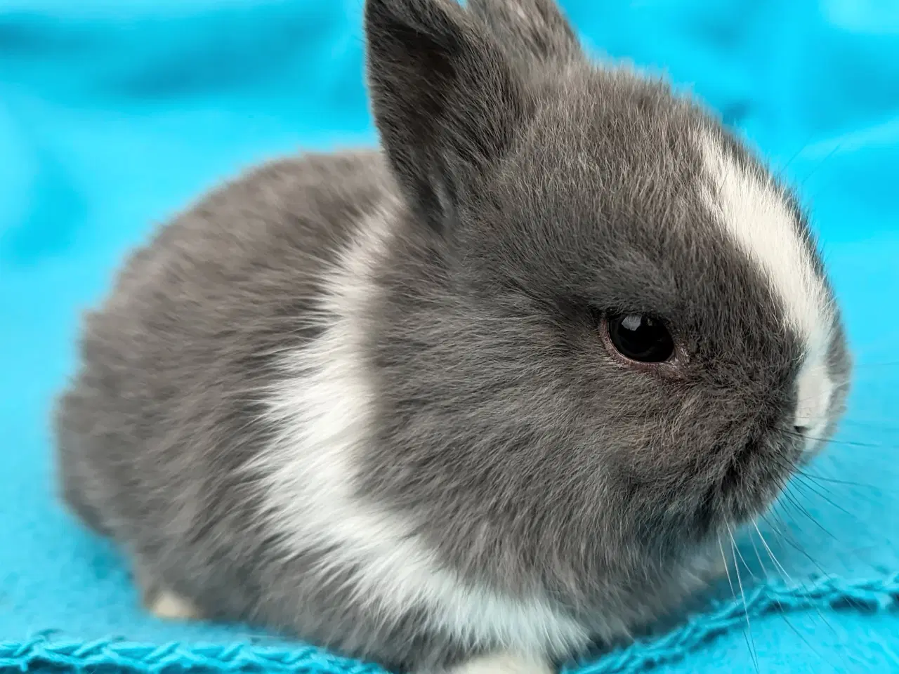 Billede 1 - Hermelin kaninunge sælges 