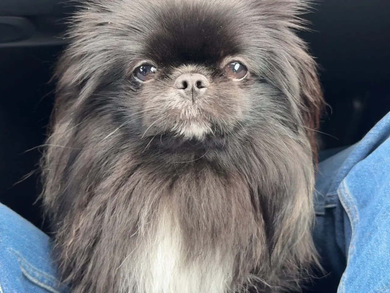 Billede 1 - Pomeranian/ pekineser 