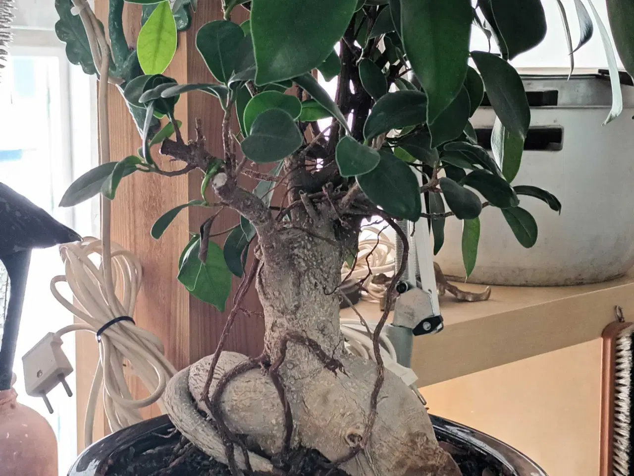 Billede 2 - Bonsai ginseng træ