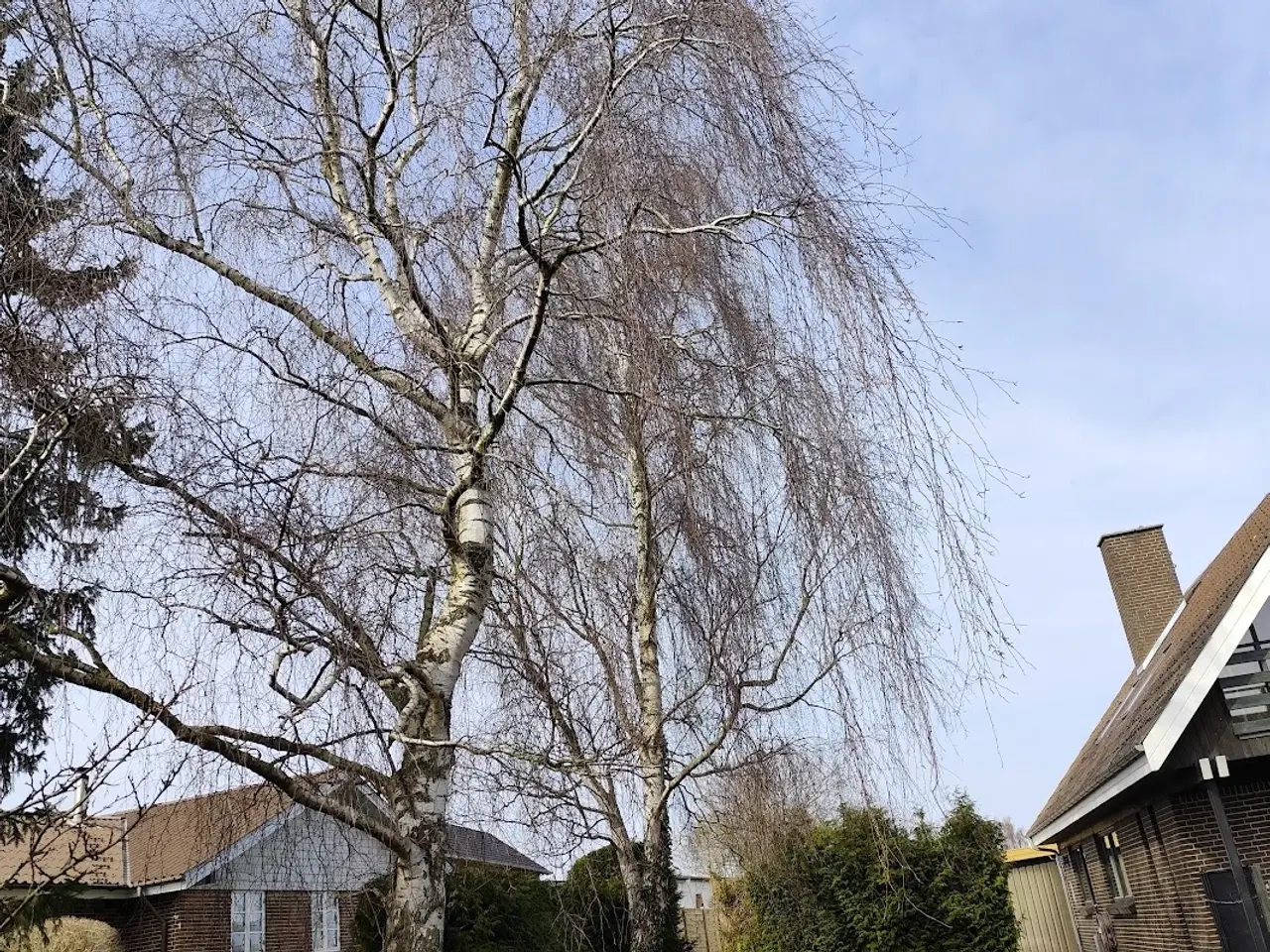 Billede 1 - Gratis brænde: Fælg selv