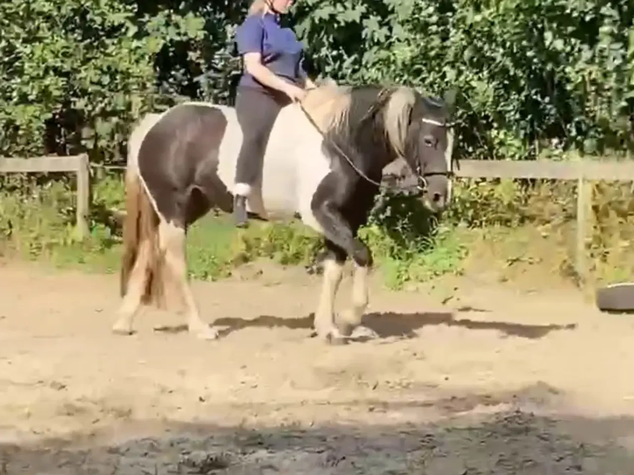 Billede 2 - Pony Til Salg projecthest