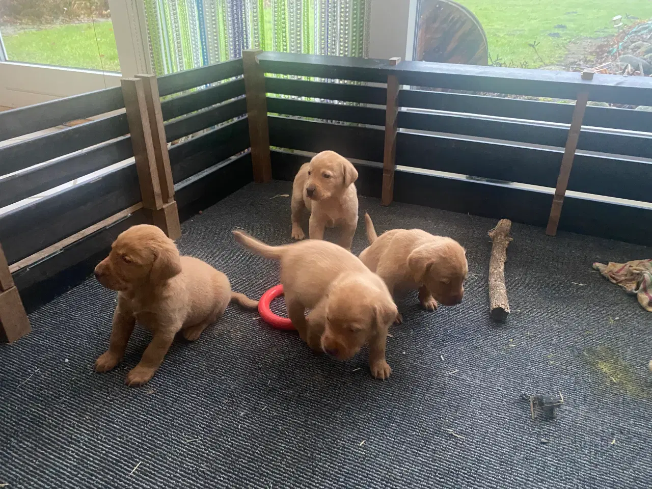 Billede 1 - Labrador Red Fox hvalpe