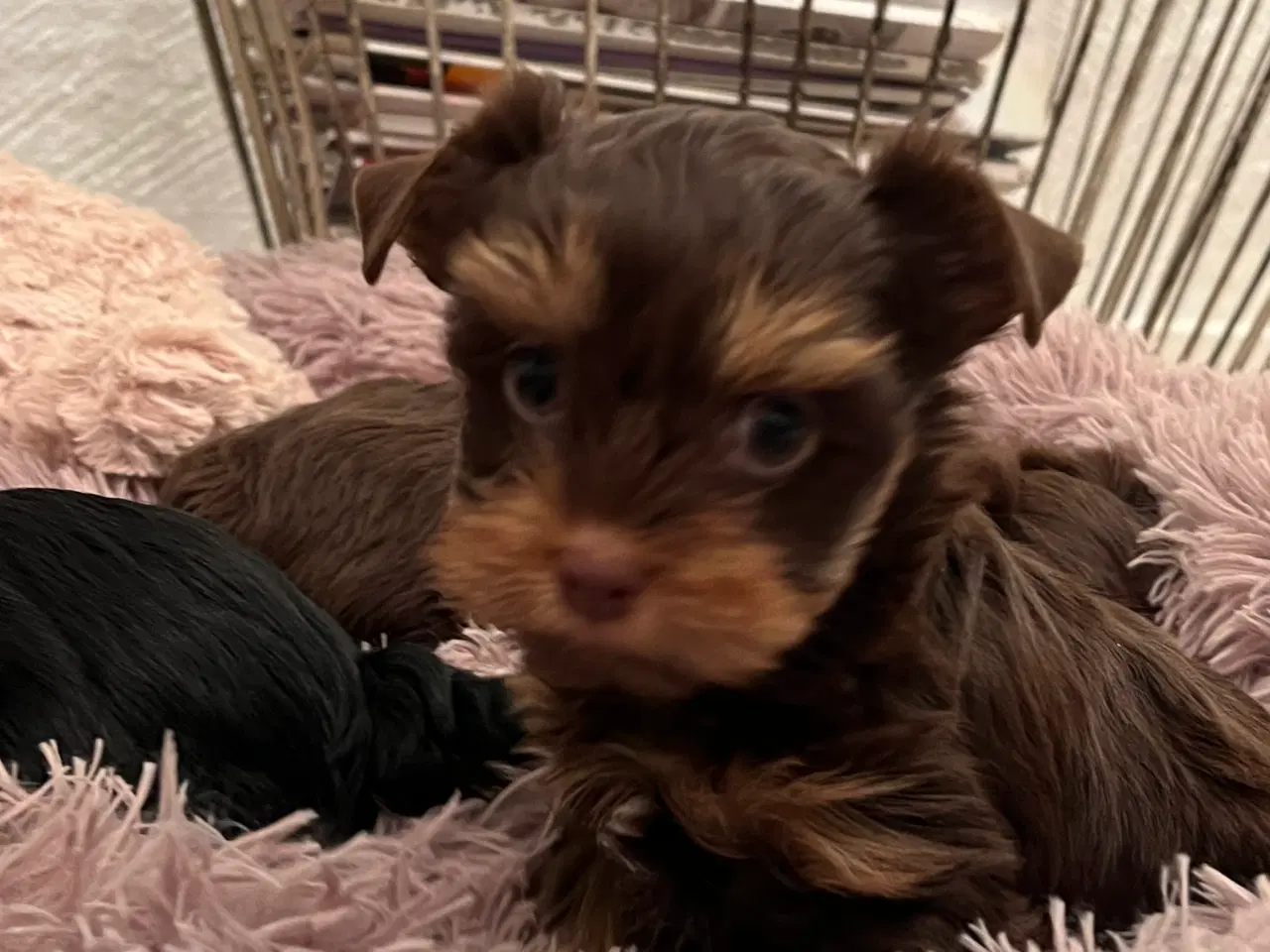 Billede 9 - Chokolade Yorkshire Terrier