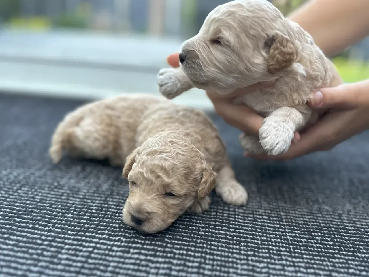 Billede 5 - 7 Skønne Golden Doodle hvalpe (F1B)