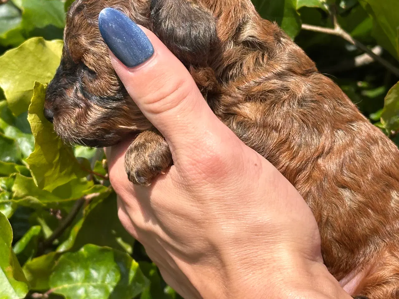 Billede 4 - Skønne Maltipoo - rejseklar uge 30