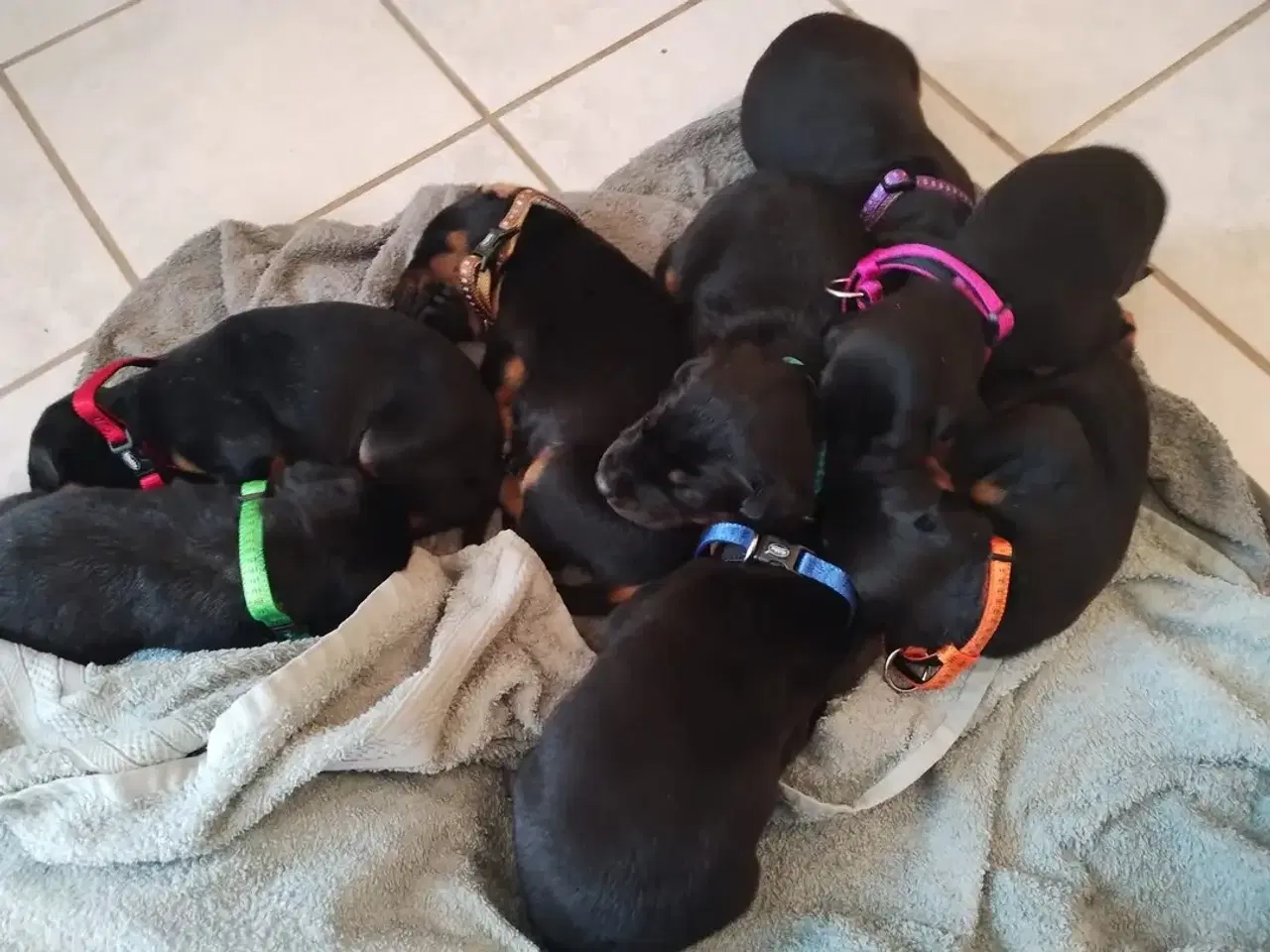 Billede 11 - Mild og kærlig Dobermann hvalp