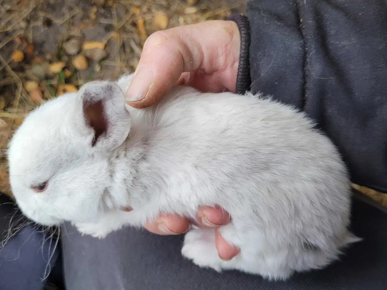 Billede 19 - Rosaleen's Stald 