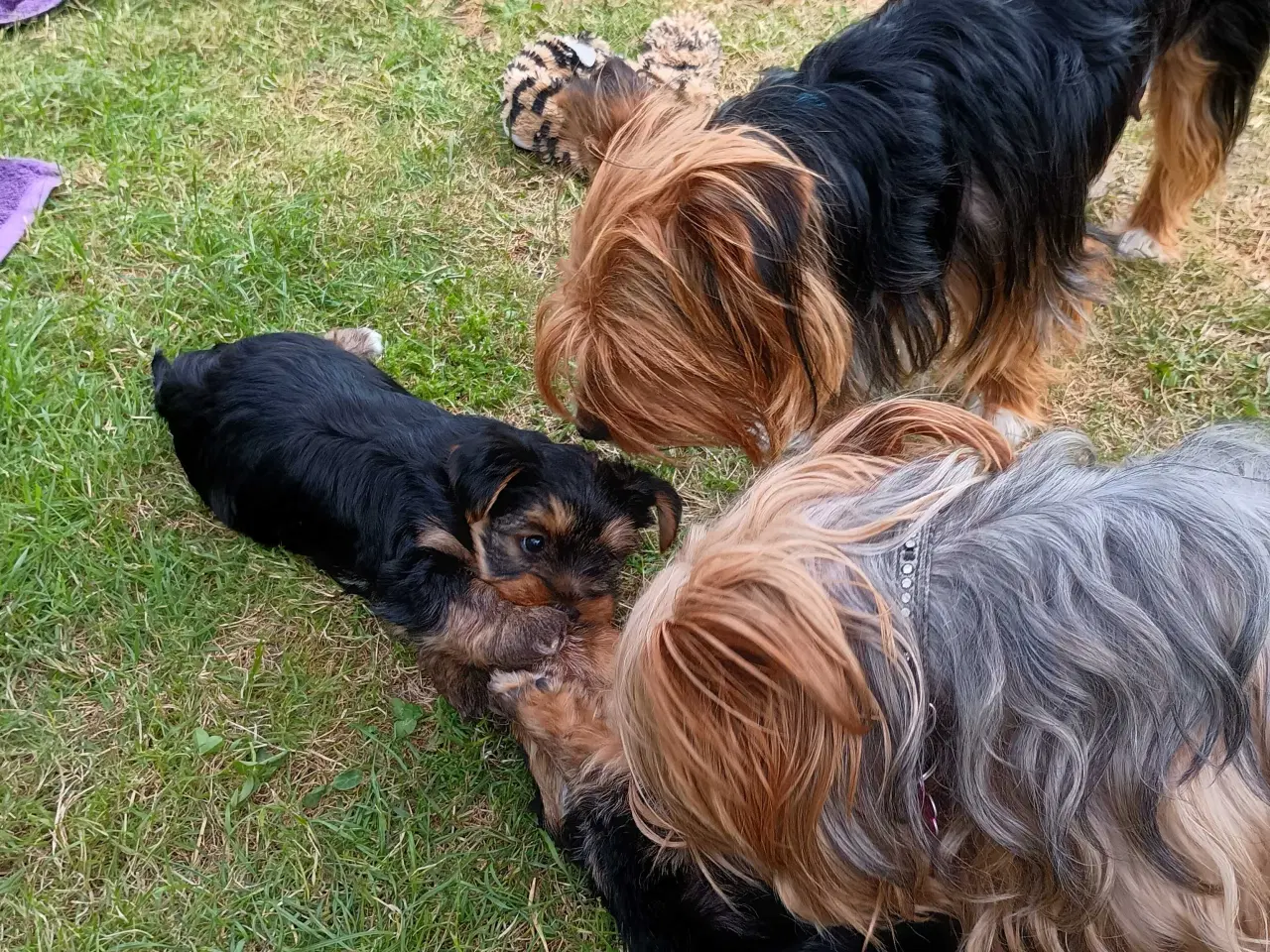 Billede 4 - Yorkshire Terrier Hunde hvalp