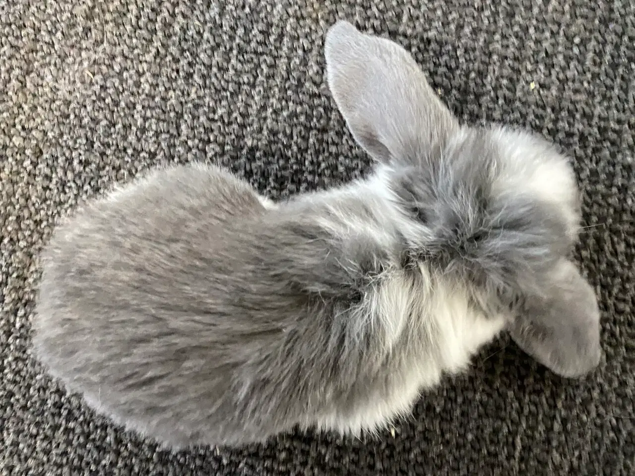 Billede 5 - FRANSK VÆDDER HUN BLÅ KAPPETEGNET