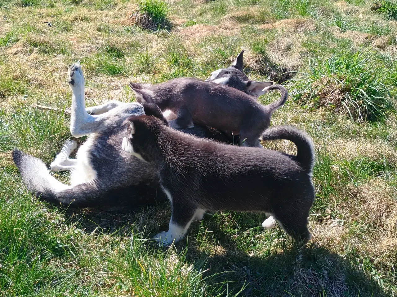Billede 15 - Serbian Husky Hvalpe