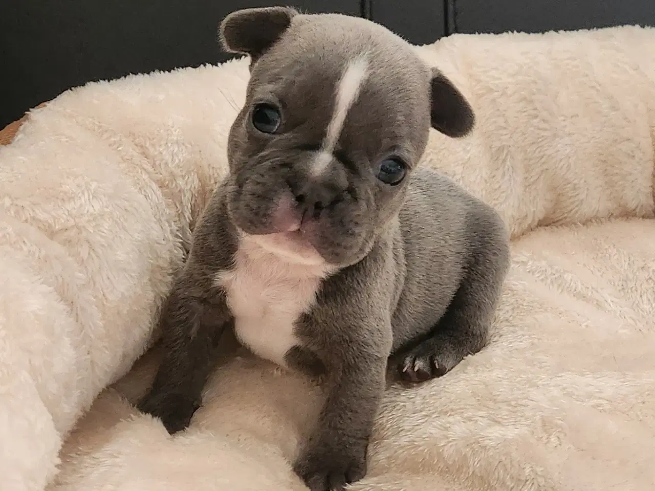 Billede 7 - Fransk bulldog hvalpe