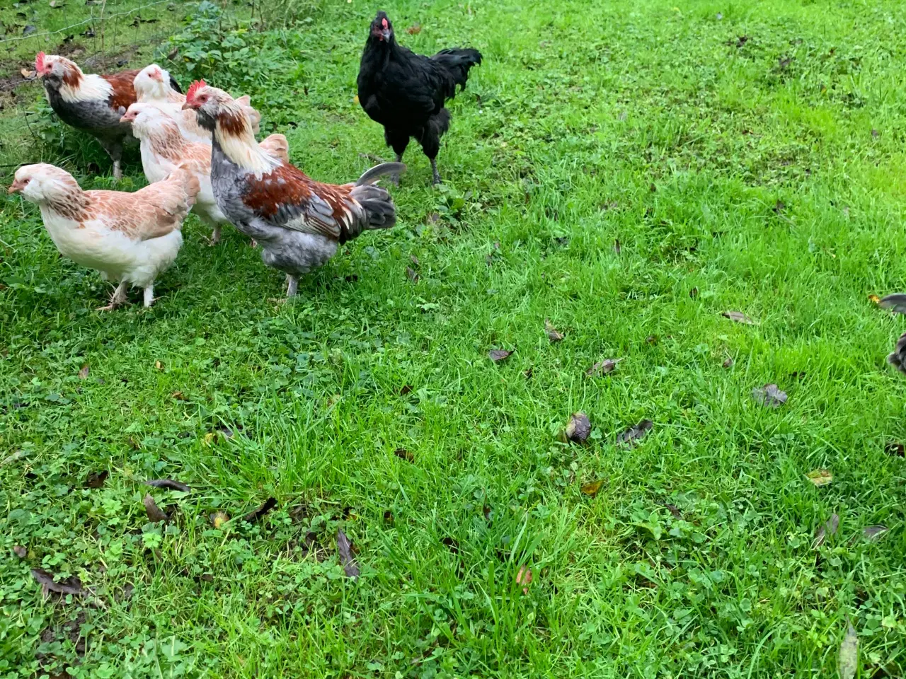 Billede 1 - HANER: silkehøns, Dværg Faverolles, Olivenlægger