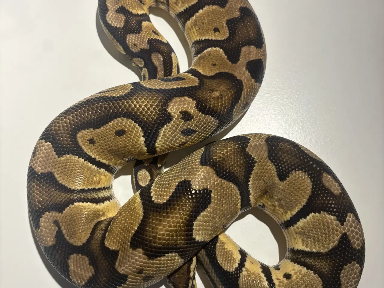 Billede 2 - kongepython hun - klar til nyt hjem