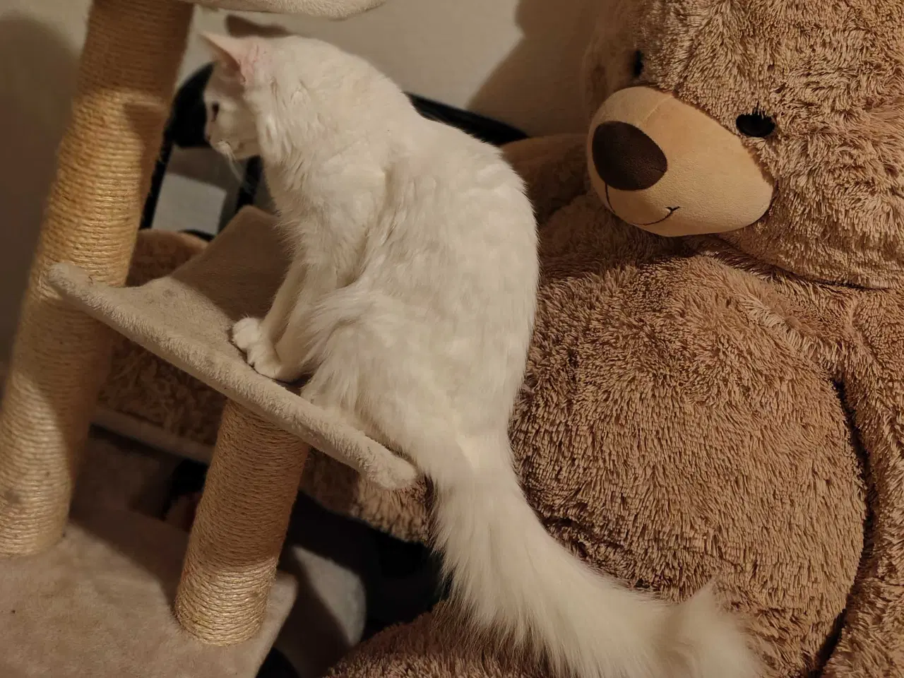 Billede 2 - Mowgli 🐾