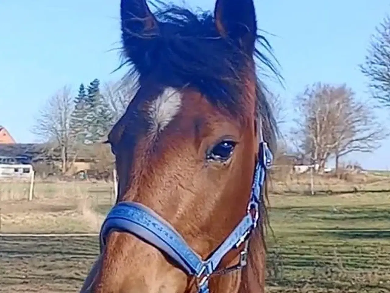 Billede 1 - 2 års hoppe 