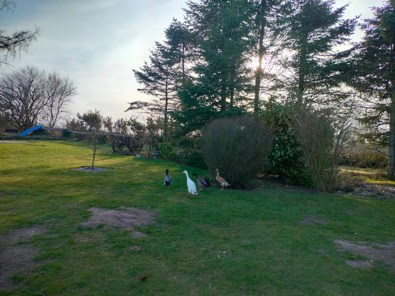 Billede 1 - Rugeæg løbeænder