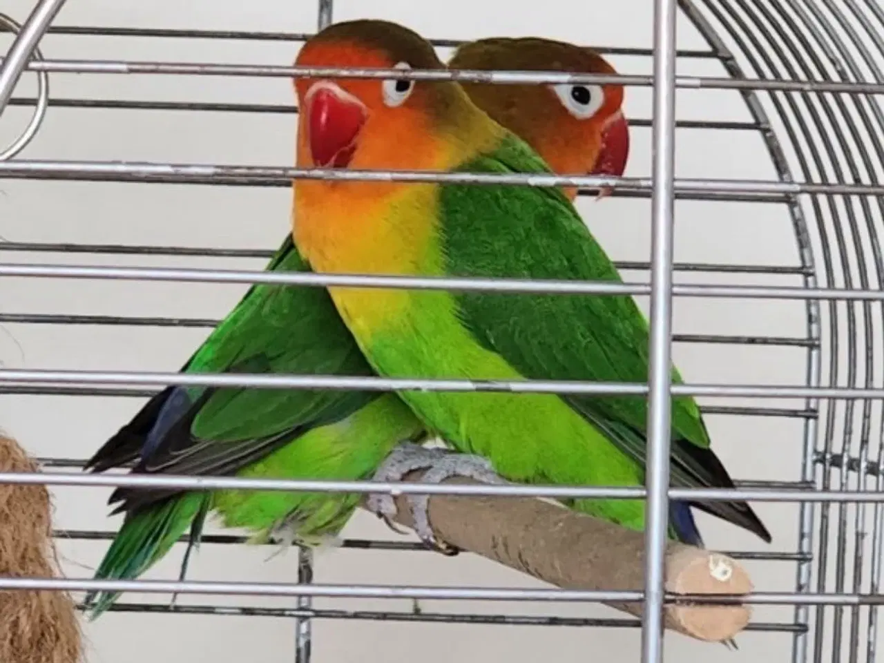 Billede 5 - Dværgpapegøjer, lovebirds