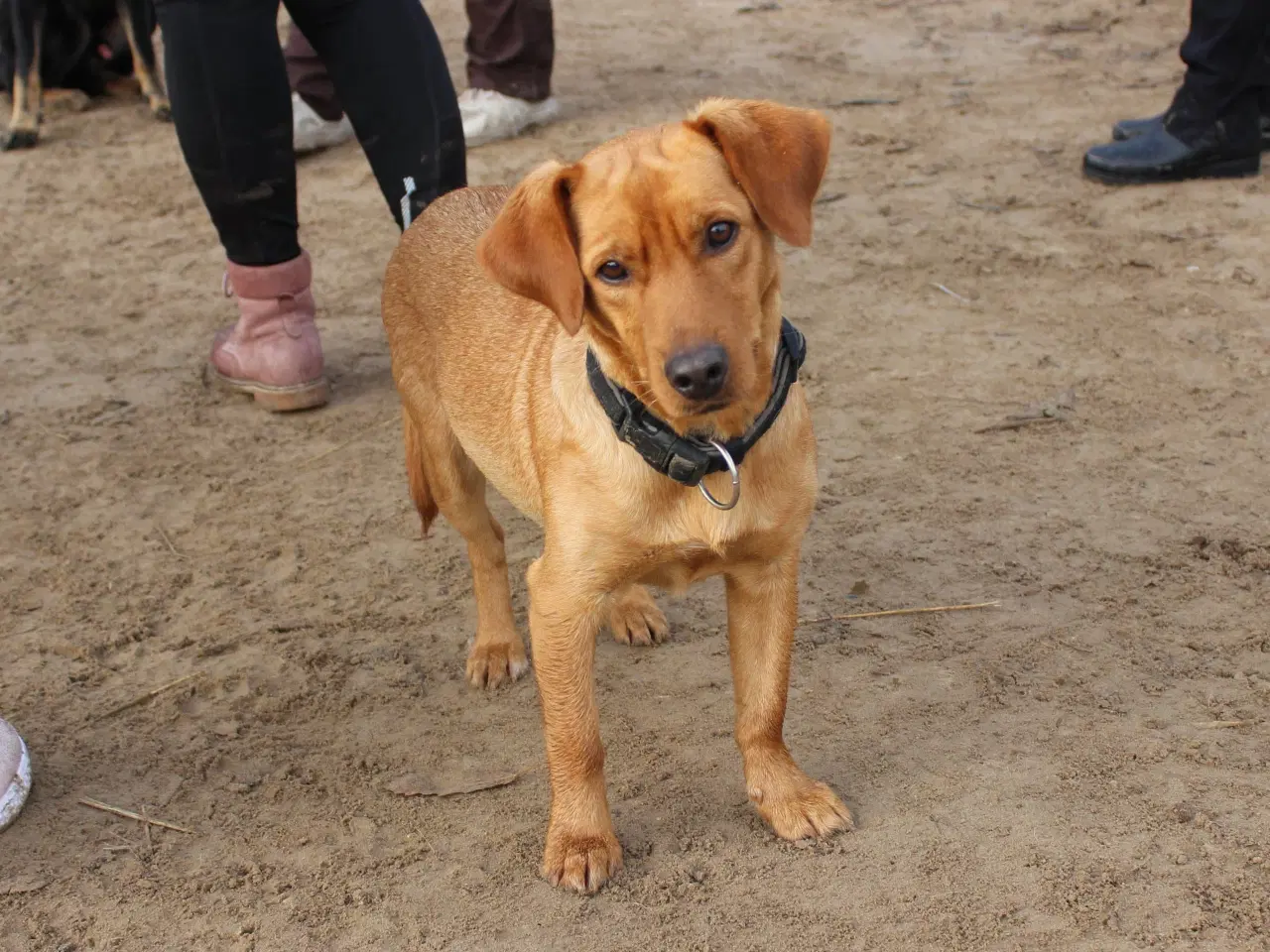 Billede 8 - Zeus søger familie! 🩵