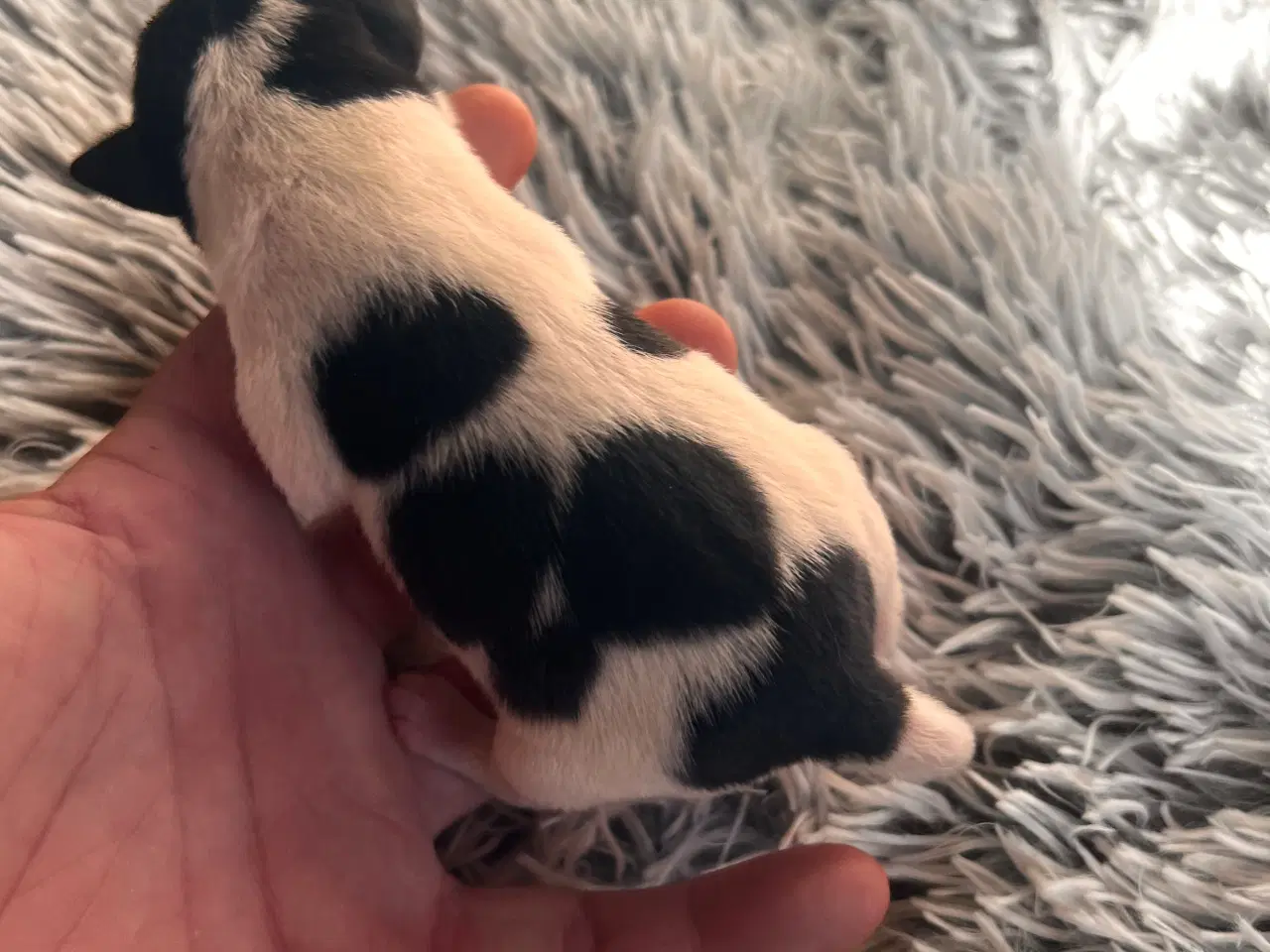 Billede 11 - Jack russel hvalpe 