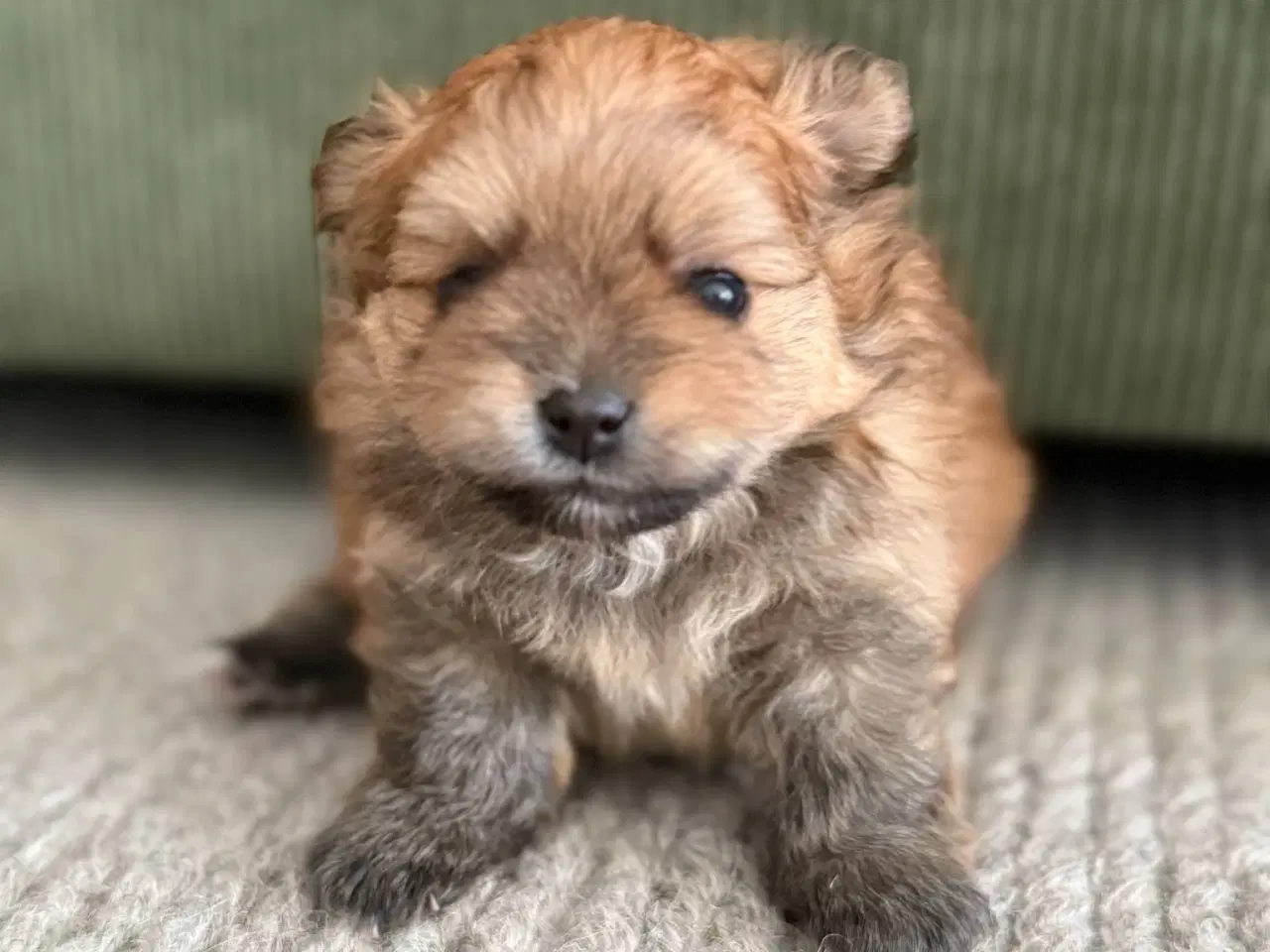 Billede 2 - POMERANIAN HUNDEHVALPE