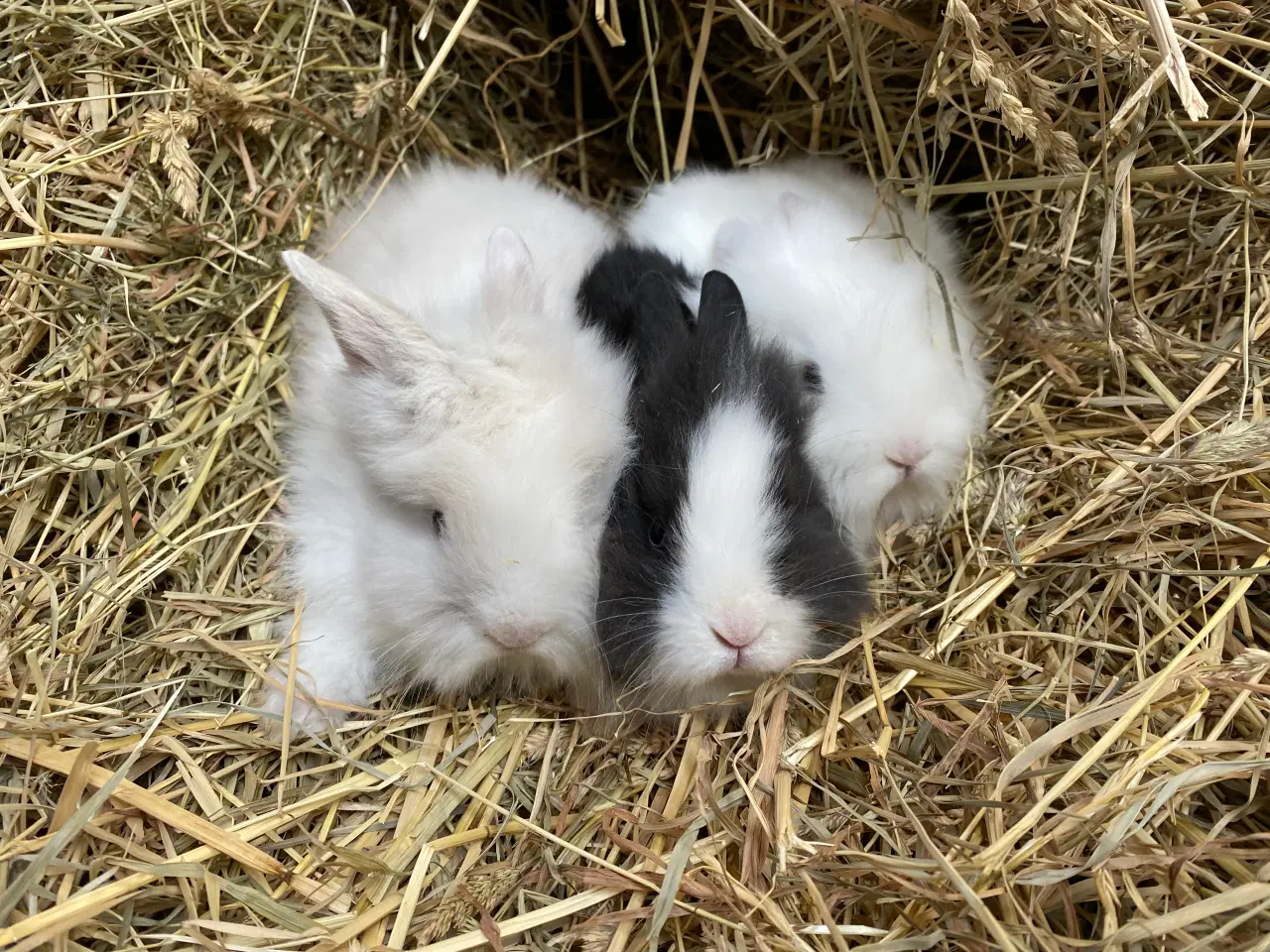 Billede 7 - Kaninunger - De bedste kæleracer