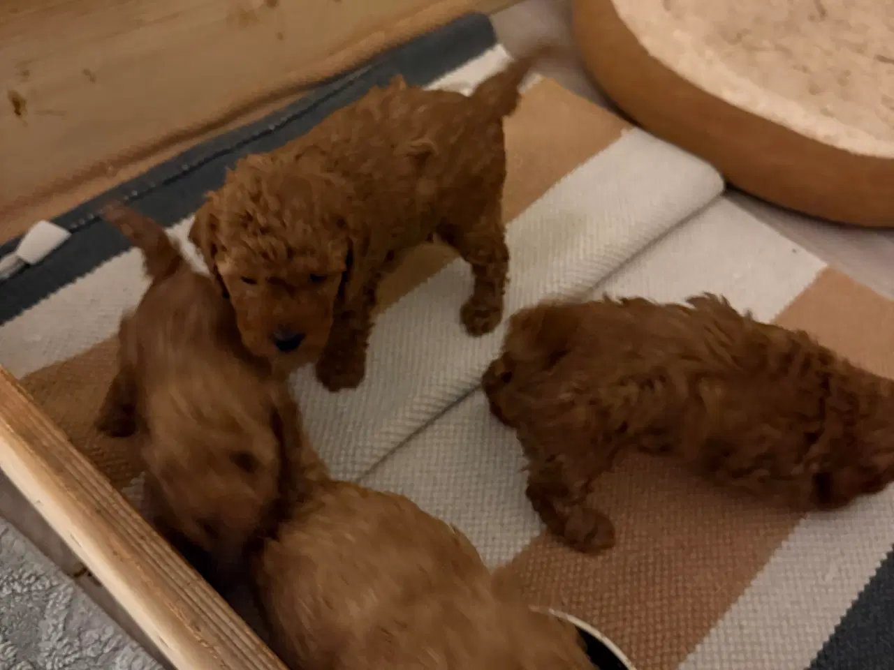 Billede 6 - Toy puddle hvalpe 