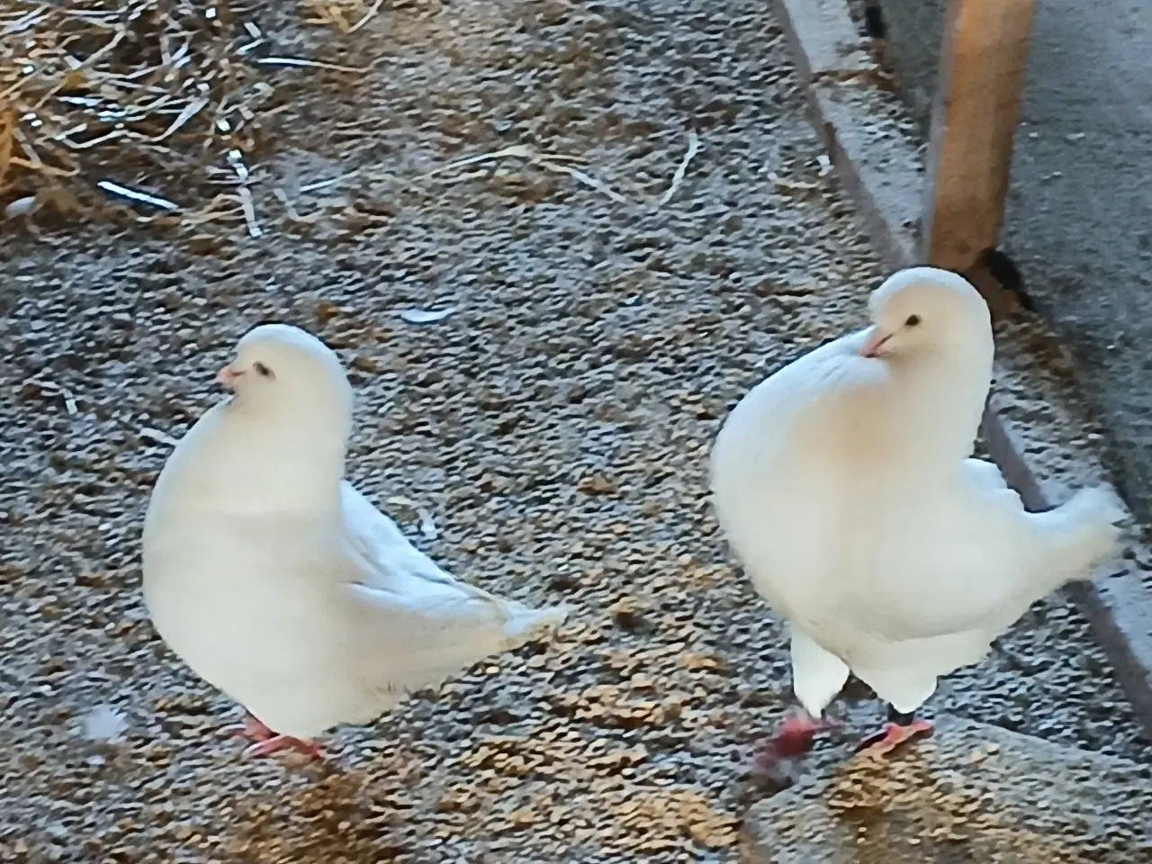 Billede 2 - Hvide King duer