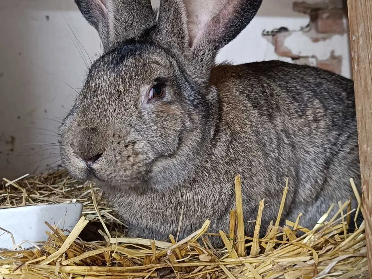 Billede 4 - 6 belgiske kæmper søger nye hjem