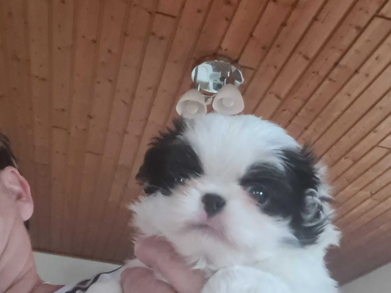Billede 5 - Japanese chin hvalpe 