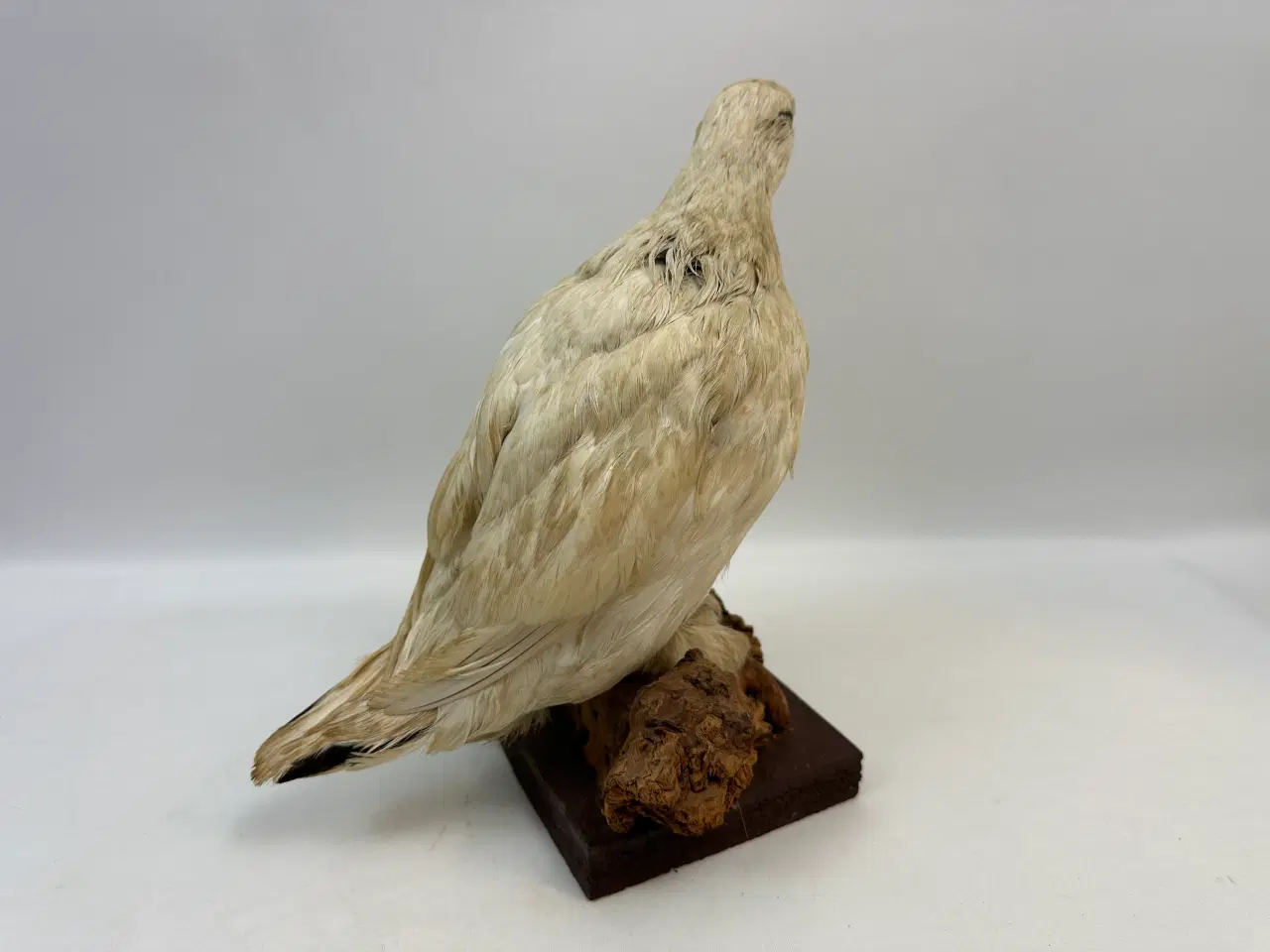 Billede 2 - Udstoppet Rybe 