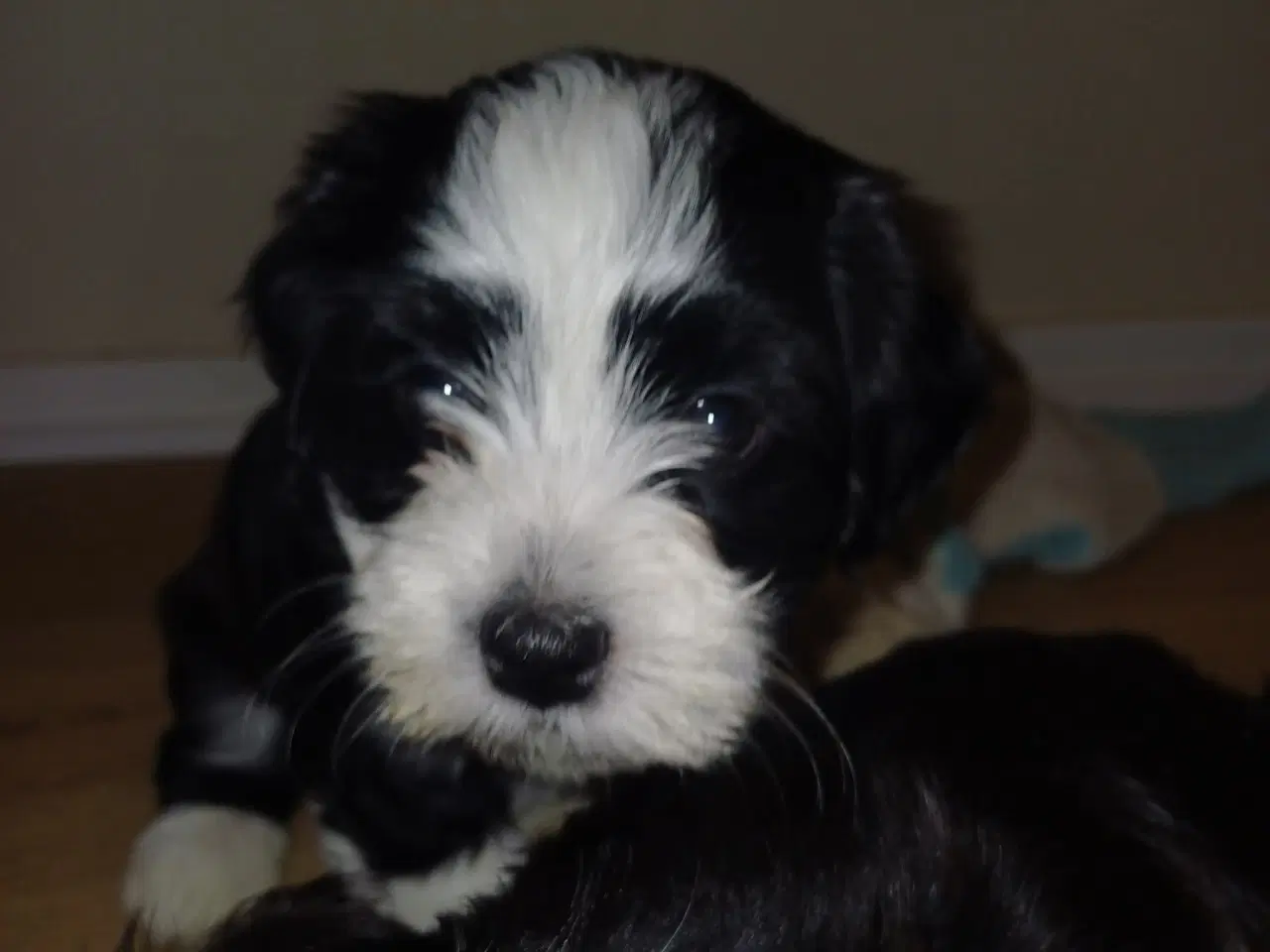 Billede 5 - Bison Havanaishvalpe 7 uger