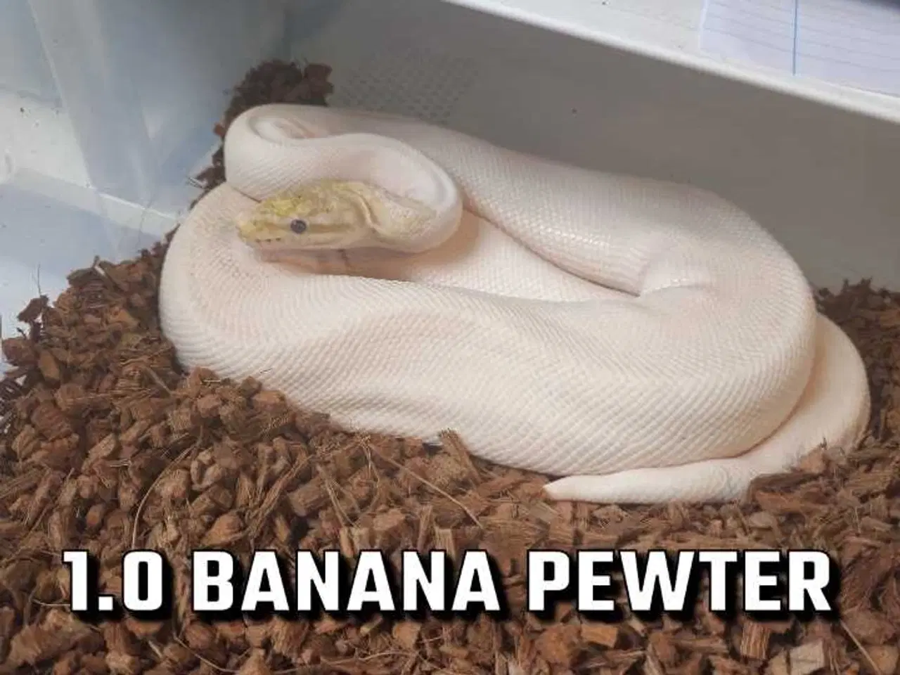 Billede 9 - Konge python avlsgruppe til pied avl 