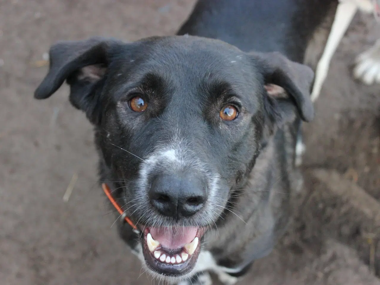 Billede 8 - Skønne Callie søger 4ever familie 🩷