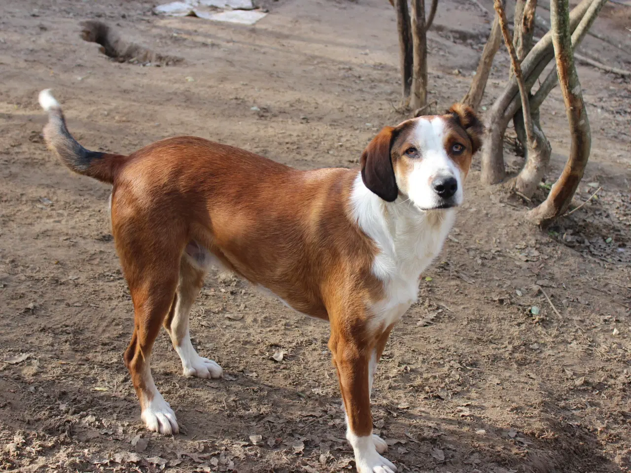 Billede 13 - Henry - med det smukke smil 💙