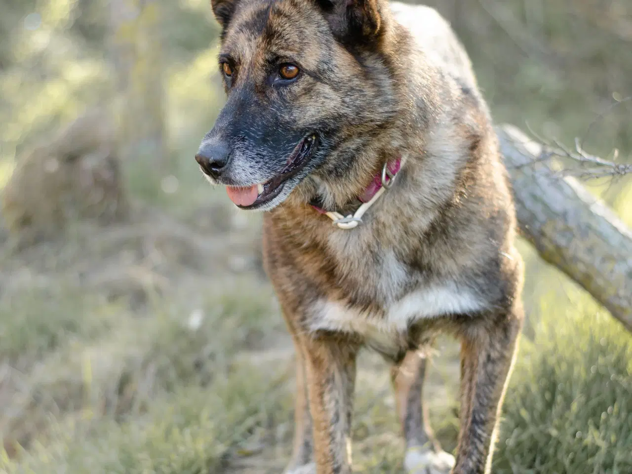 Billede 2 - Sibba og Kevin søger hjem sammen 🩷