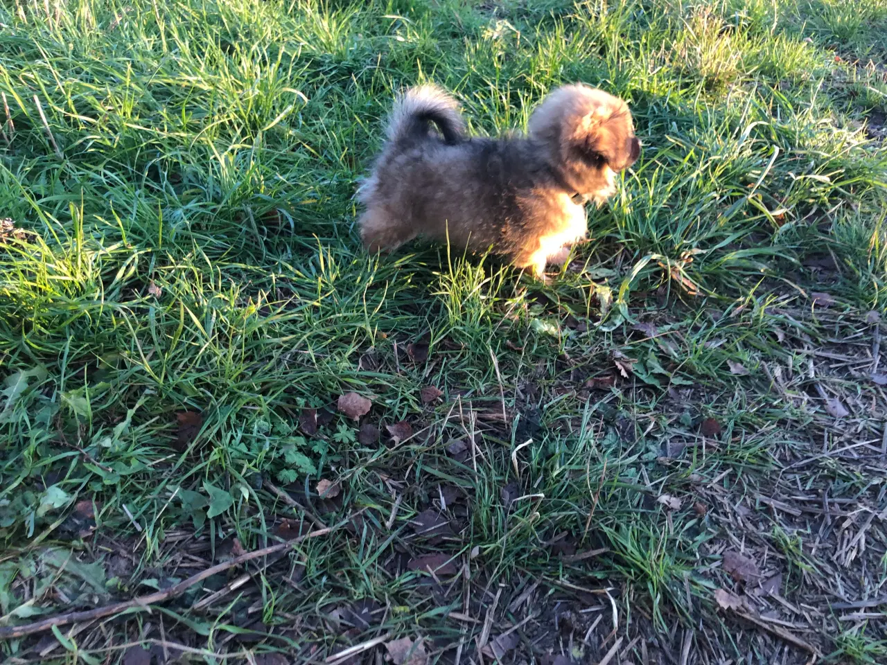 Billede 5 - Russisk toy blanding