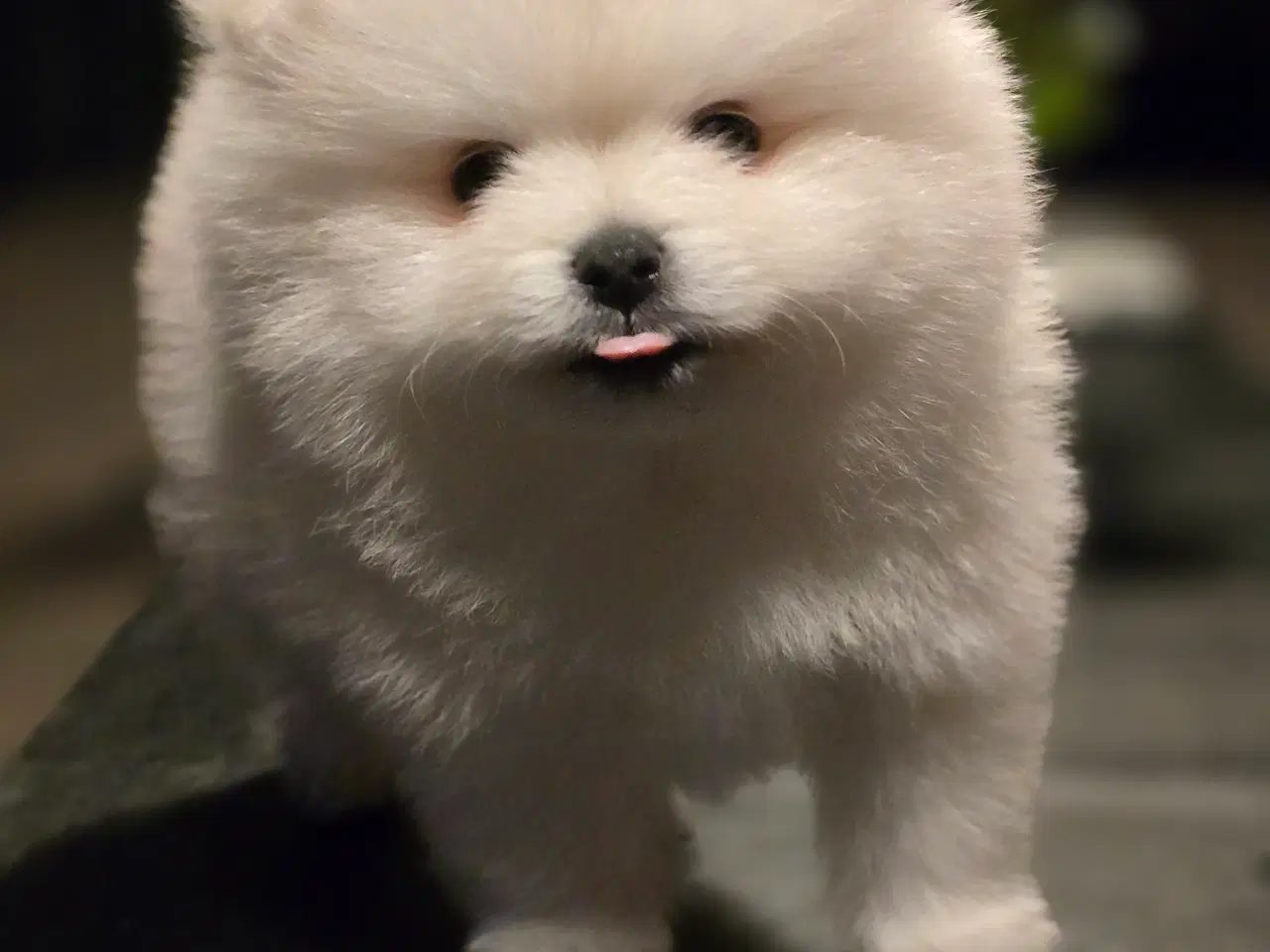 Billede 6 - Pomeranian hvalpe , 4 søde drenge. 
