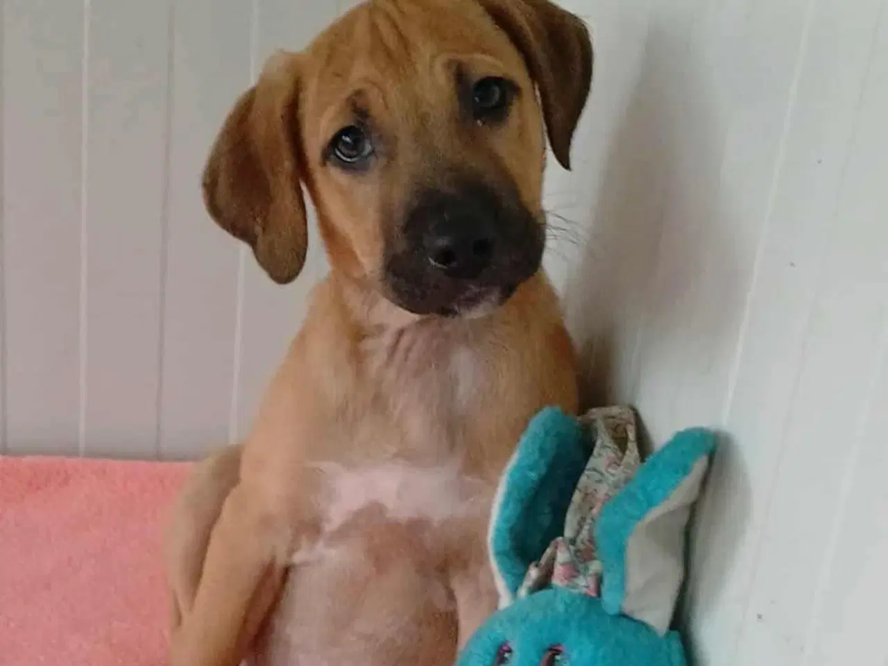 Billede 9 - Sødeste Odin søger familie 