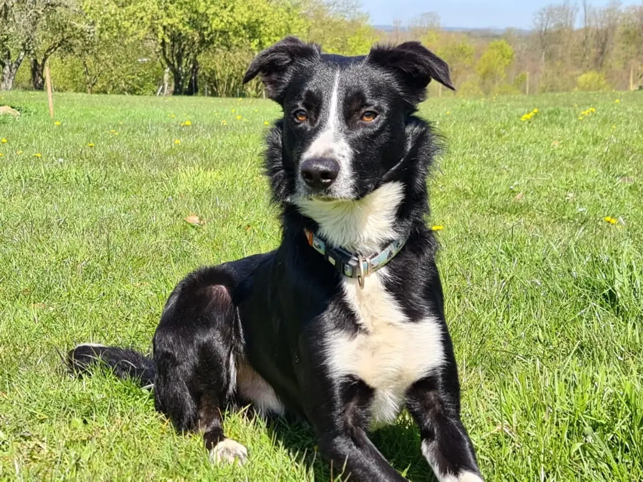 Billede 1 - Border Collie søger nyt hjem