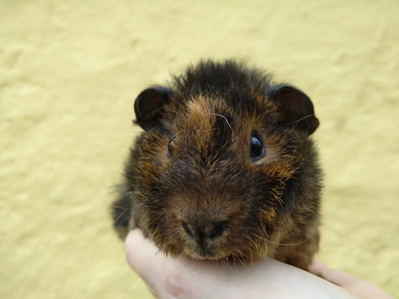 Billede 3 - 2 Teddy brødre