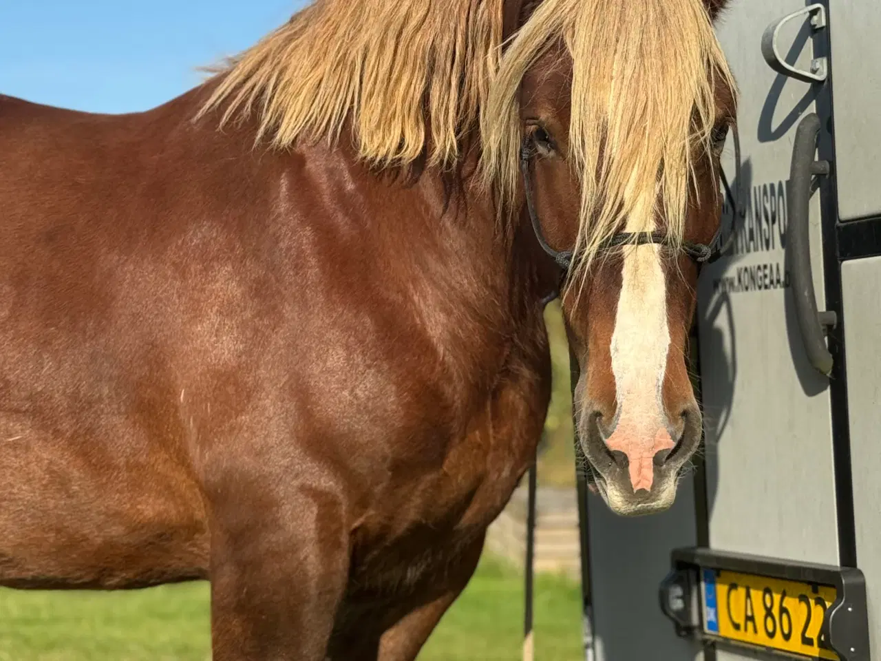 Billede 3 - Jydsk hest