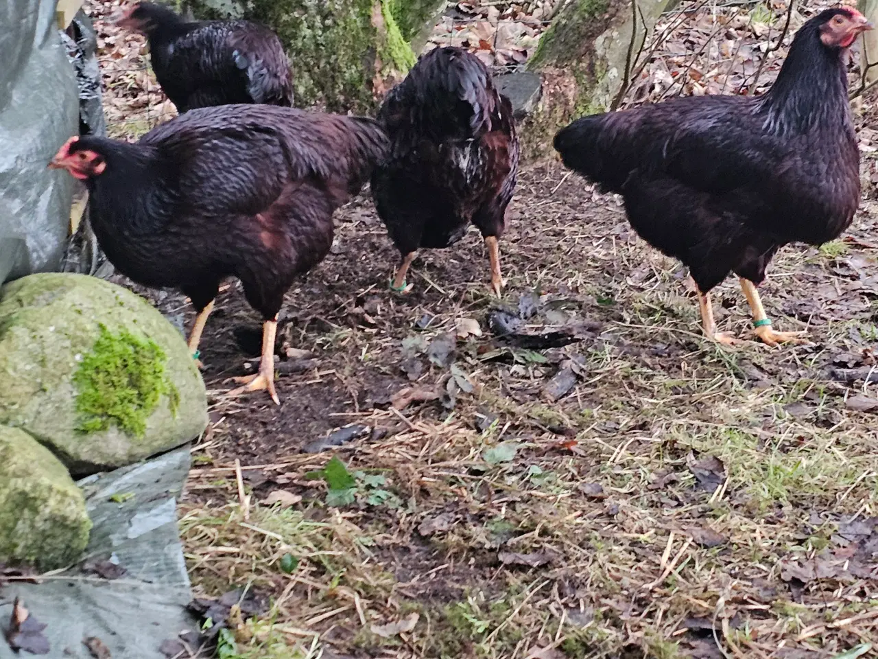 Billede 2 - Rugeæg af RIR- Rhode Island Red 