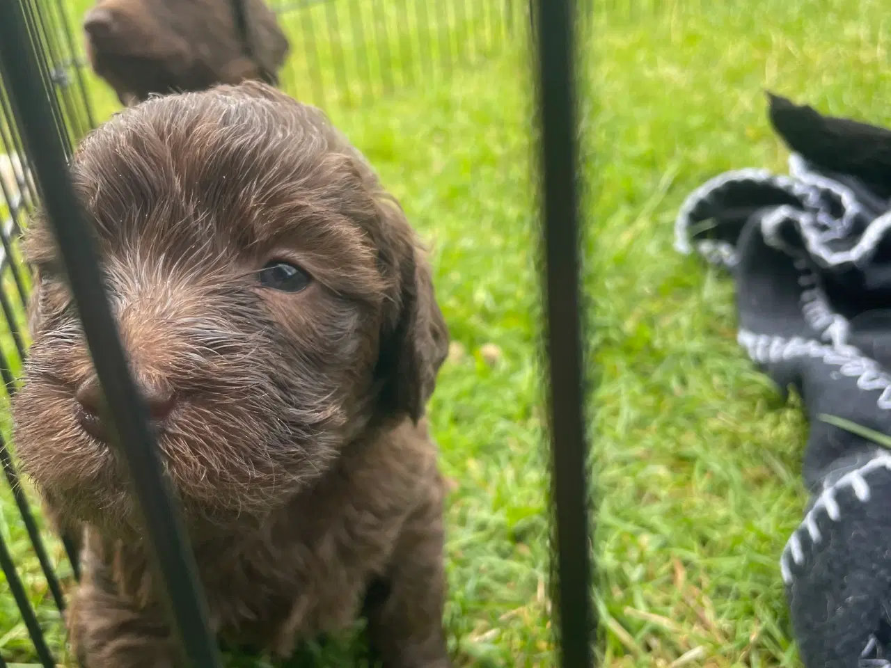 Billede 12 - Labradoodle