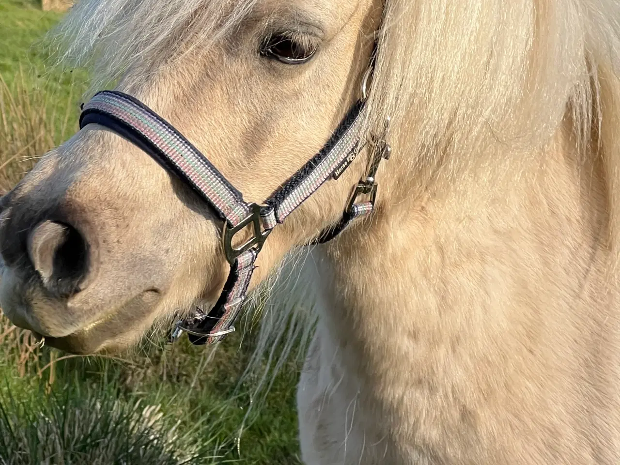 Billede 10 - Smuk Palomino Hoppe med føl 