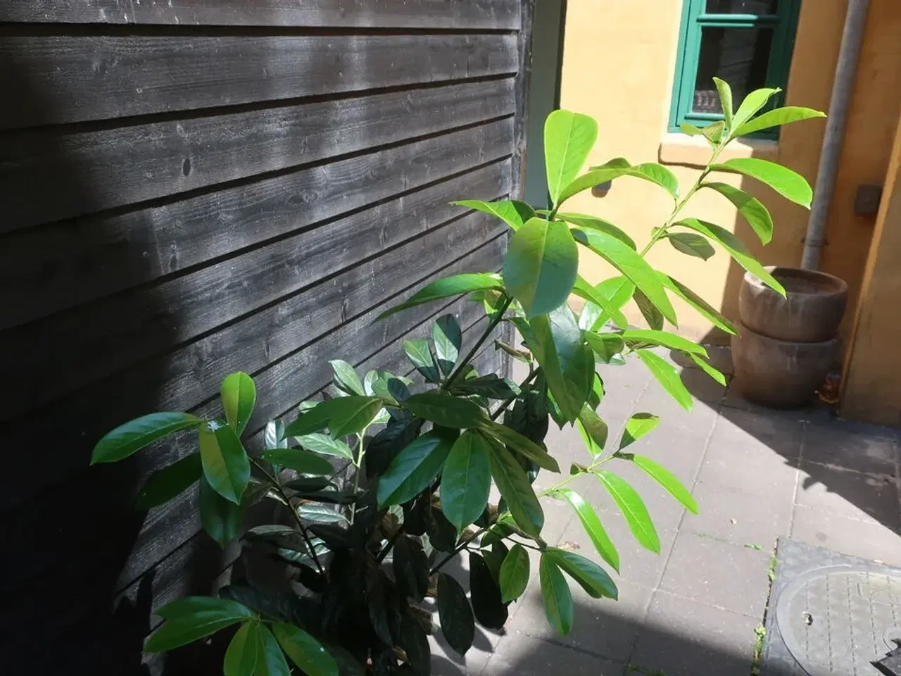 Billede 2 - Plante