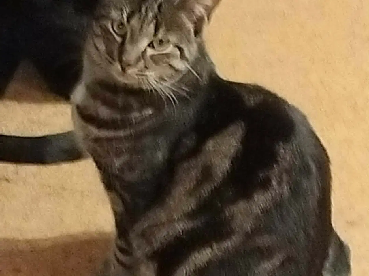 Billede 5 - 2 Hun katte